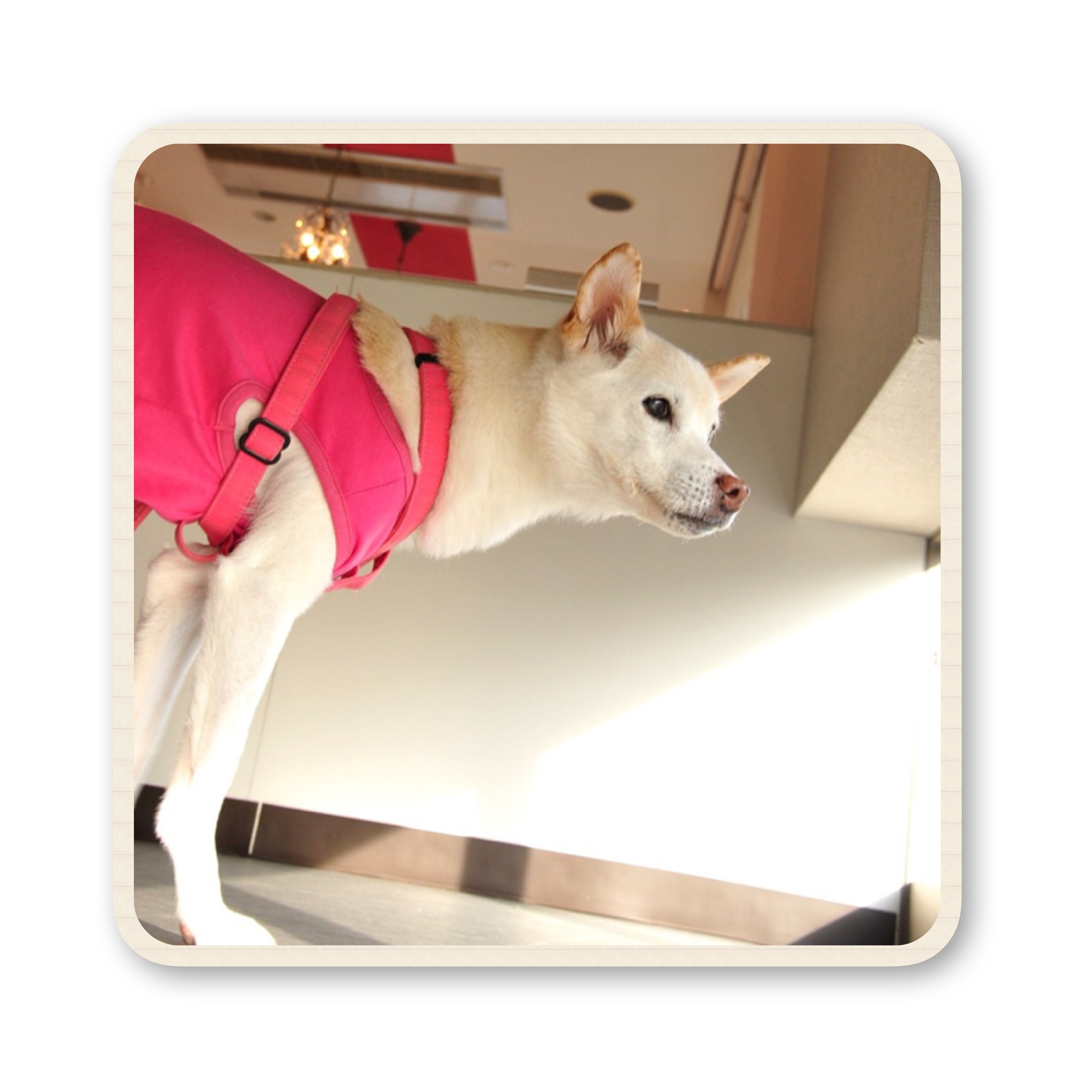 ファイル 2017 07 19 16 54 29