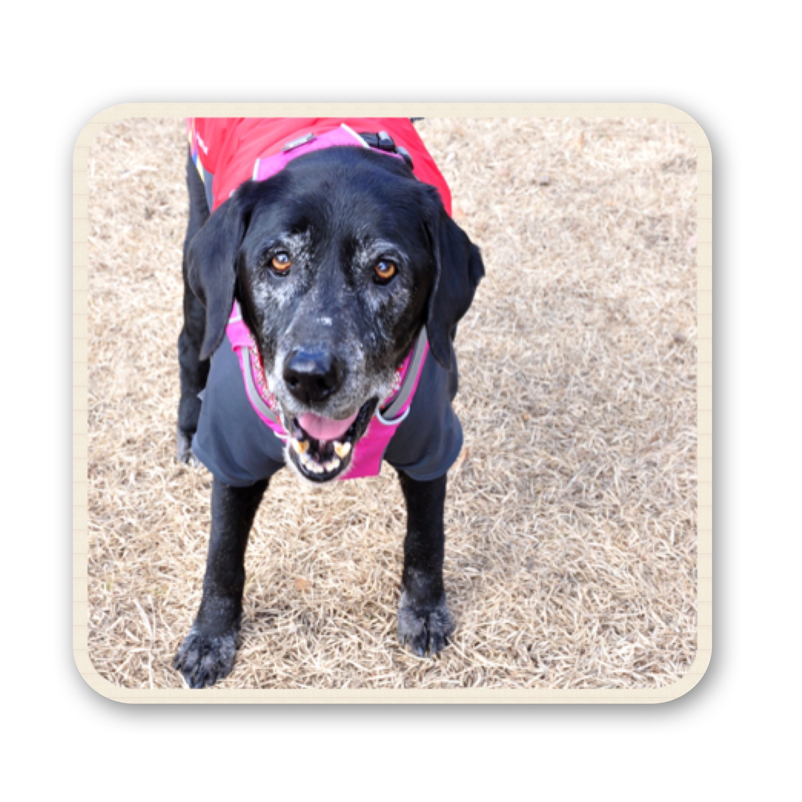 ファイル 2017 07 19 17 00 16