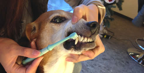 ペットのおうちケア教室《歯みがき編／上級者向け》