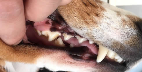 ペットのおうちケア教室《歯みがき編／基本》