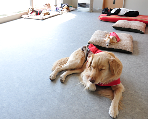 当店のペットホテルについて